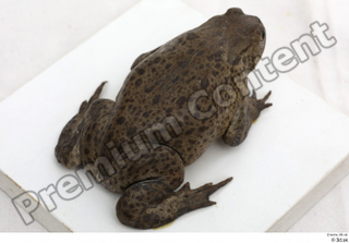 Toad  2 Bufo bufo whole body 0010.jpg